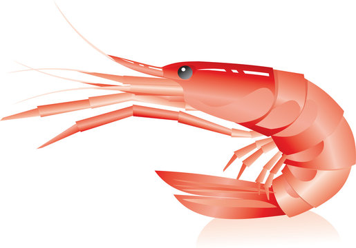 shrimp (Suborder invertebrate crayfish decapods squad)