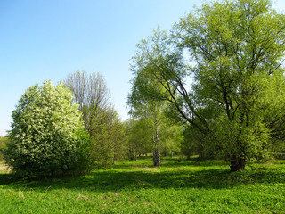 Trees on meadow, spring