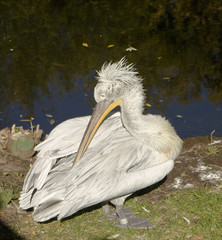 Pelican