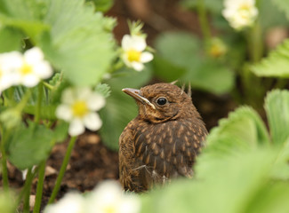 Young Blackbird in Strawberry patch