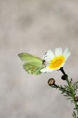 Butterfly on the flower