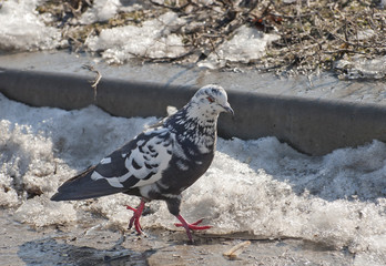 Spring pigeon with red paws