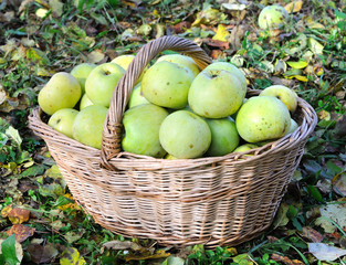green organic apples