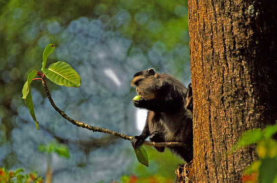 Samango monkey, Kakamega Forest, Kenya
