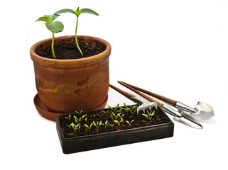 Tools for transplant plants