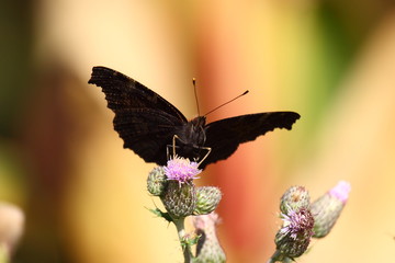 Butterfly inachis, Paon du jour, peacock