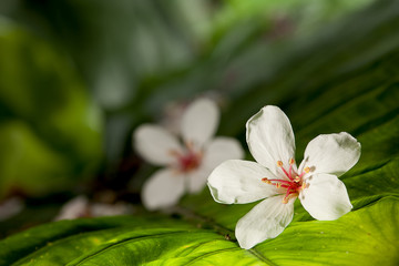 Aleurites Montana flower, white mix with nice background