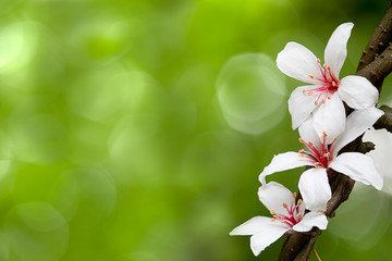 Aleurites Montana flower, white mix with nice background