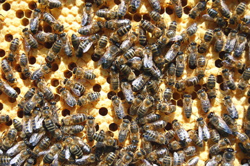 Pszczoły na plastrze miodu - obrazy, fototapety, plakaty