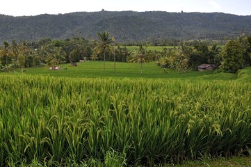 rice fields, Bali