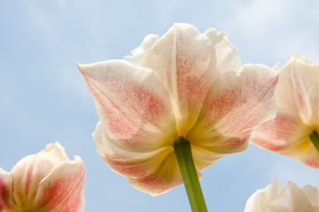 Beautiful white and red tulips facing the blue sky
