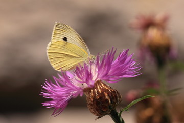 pieris rapae, pieride de la rave