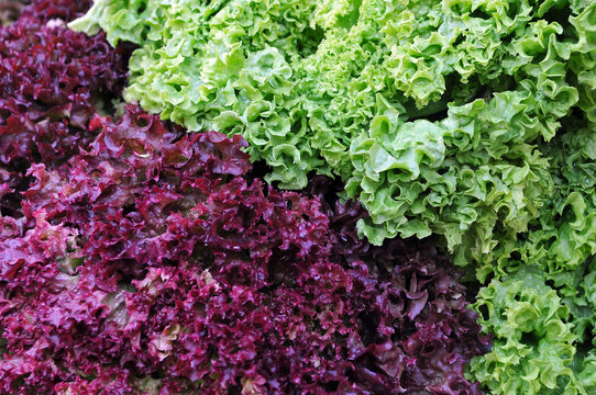 Lollo Rosso und Lollo bianco/bionda