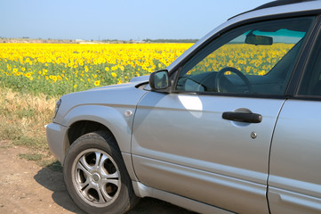 Fototapeta na wymiar Car on the background fields with sunflowers