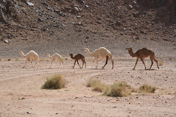 Rare wild white camel family in Wadi Rum Jordan