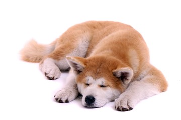 kleiner Akita Inu Welpe schlafend