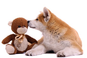 liegender Akita Inu Welpe küsst Teddy