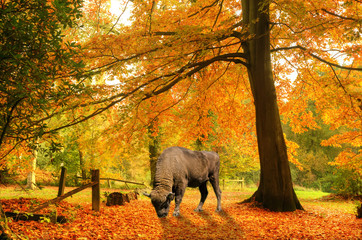 European bison grazing in beautiful Autumn Fall forest scene