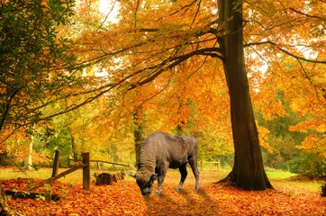 Papier Peint photo Automne European bison grazing in beautiful Autumn Fall forest scene