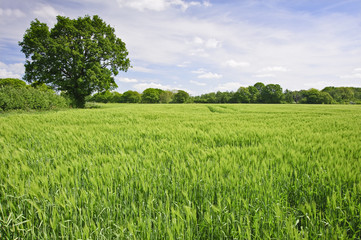 Beautiful Spring Summer image of windy corn field with vibrant b