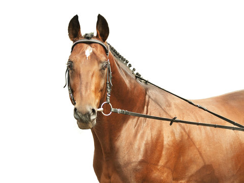 beautiful trakehner stallion  isolated on white