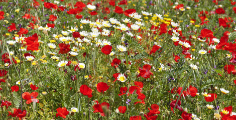 Campo en primavera