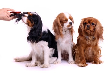 Fototapeta na wymiar trzy psy siedzą w uwodzenie