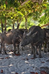 cows at the beach, Lombok
