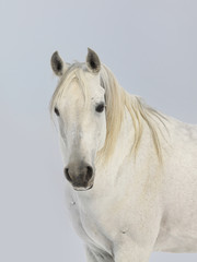white arabian horse