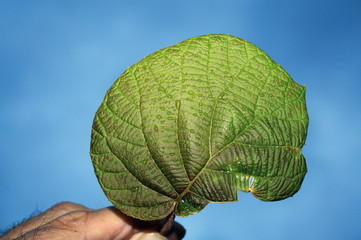 Hoja de caqui, dyospiros