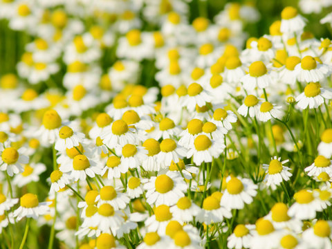 Summer wildflowers