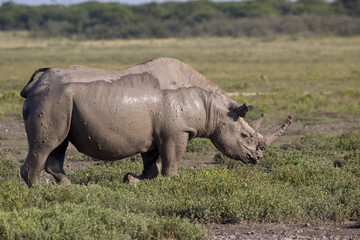 Obraz premium Spitzmaulnashorn