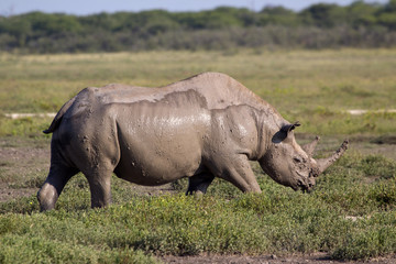 Fototapeta premium Spitzmaulnashorn
