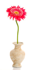 Single pink gerbera flower isolated on white