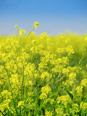 Close up of oilseed rape canola with blue sky