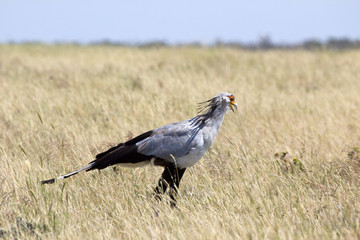 Sekretär