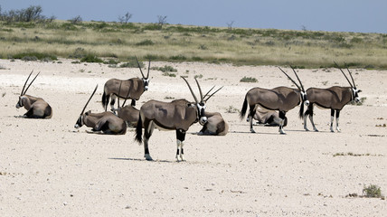Oryxantilopen