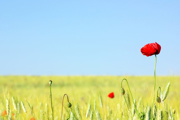 Red Poppy in field .