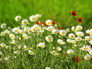 Summer wildflowers