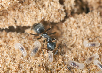 Black garden ant (Lasius niger) resque operation of larva
