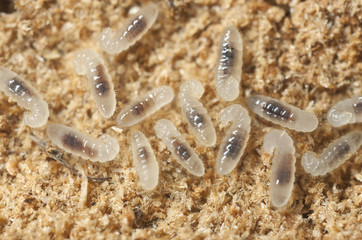 Black garden ant larva