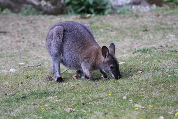Bennett Wallaby, Kangaroo