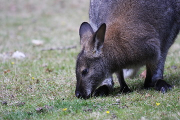 Bennett Wallaby, Kangaroo