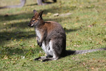 Bennett Wallaby, Kangaroo