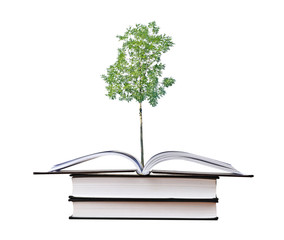 tree growing from book