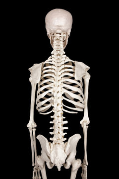 spine