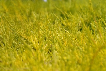 Green bushes on sunset, shallow DOF