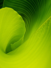 Banana Leaf background - 32116472