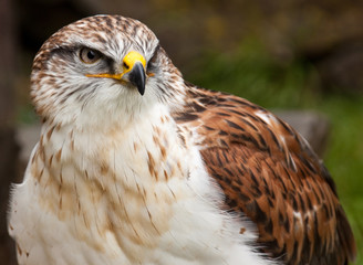 Königsrauhfussbussard