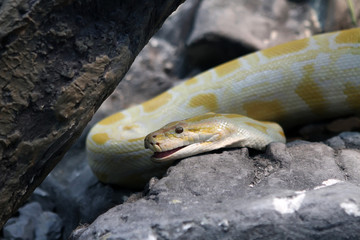 Fototapeta premium Burmese python